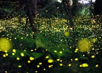 FIREFLIES