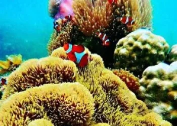 snorkeling-2-qbpge4u1xs5s6p3bdcml9vftv1c7e81b8j3x40gv2g